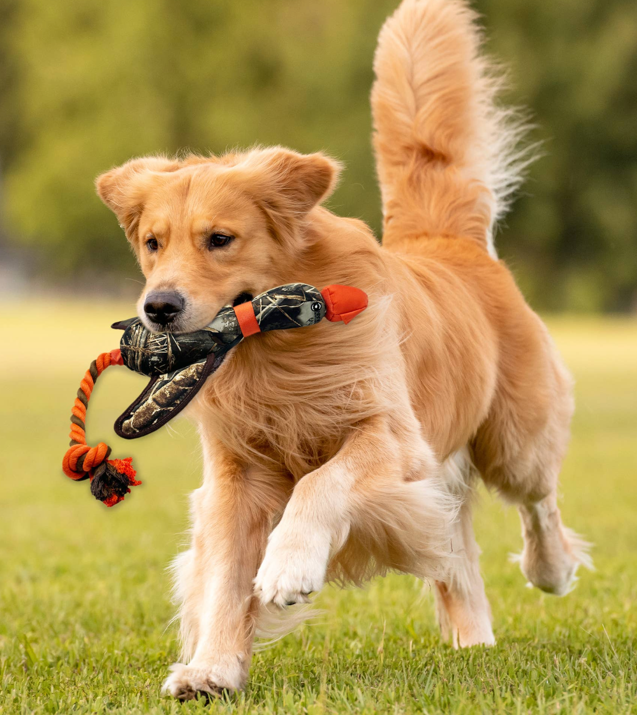 Dog Items